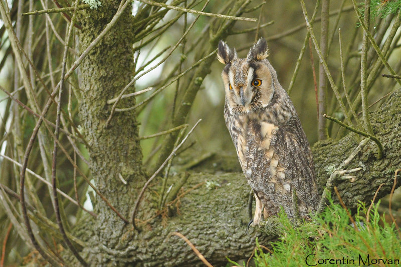 Le hibou moyen-duc