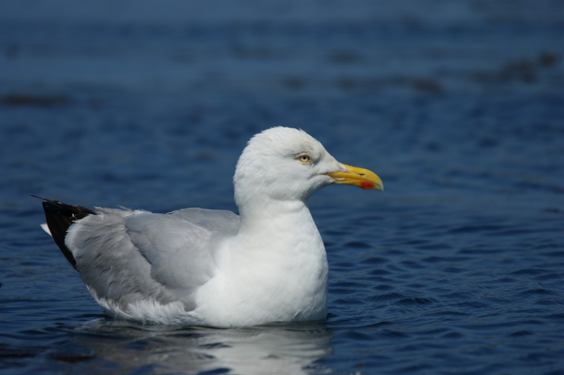 Goéland argenté (© Anthony Sturbois)