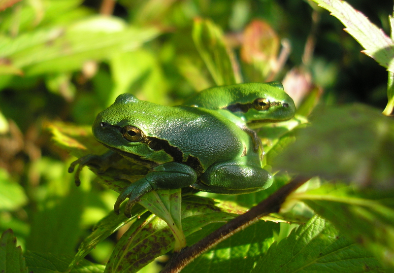 Nuit des grenouilles