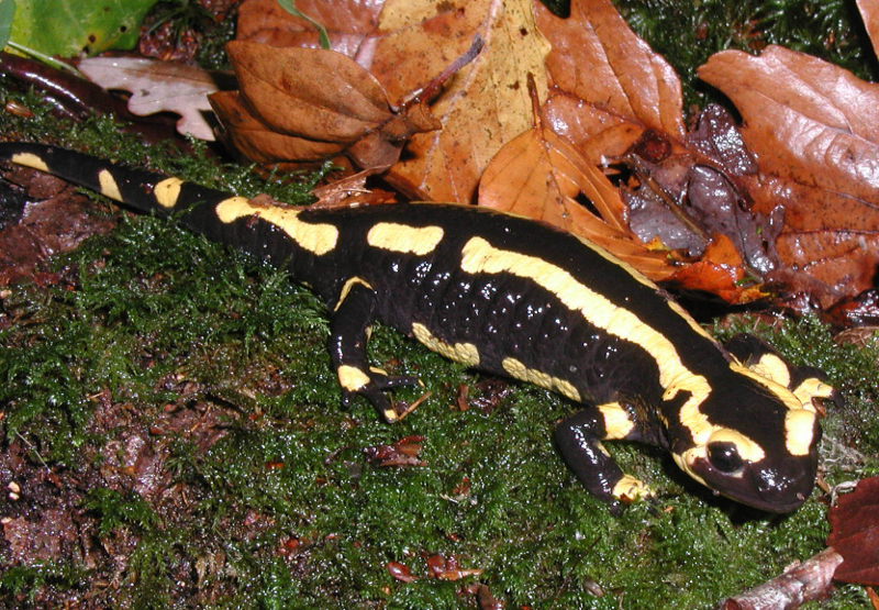 Les amphibiens de Normandie (2/5) · La salamandre tachetée - France Bleu