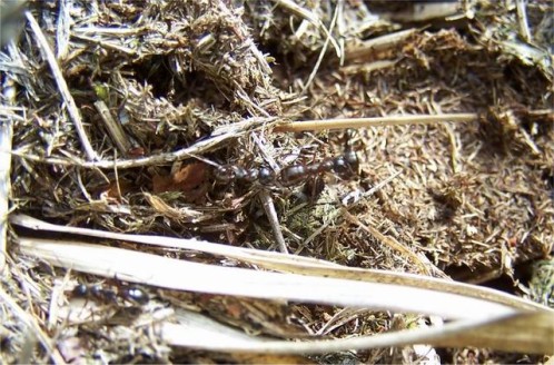 Conférence « Fourmis, amies ou ennemies ? »