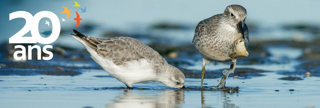 20 ans de la Réserve Naturelle Nationale de la baie de Saint-Brieuc