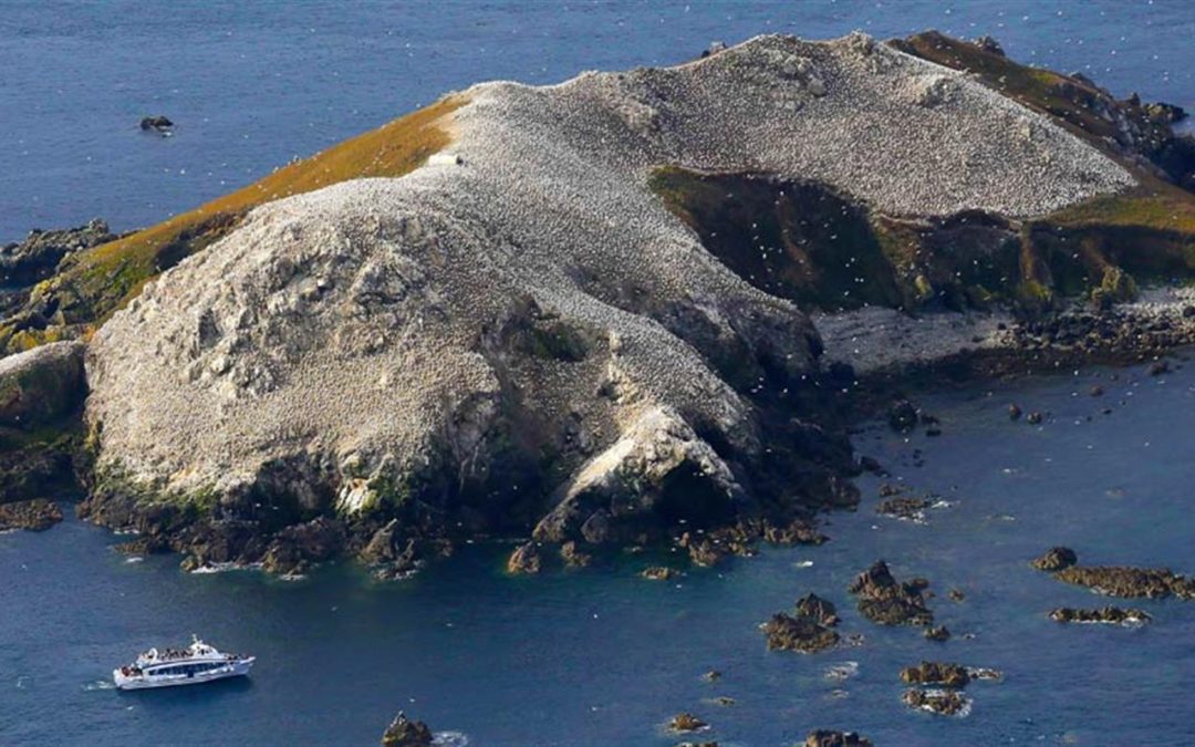 Les oiseaux des 7 îles