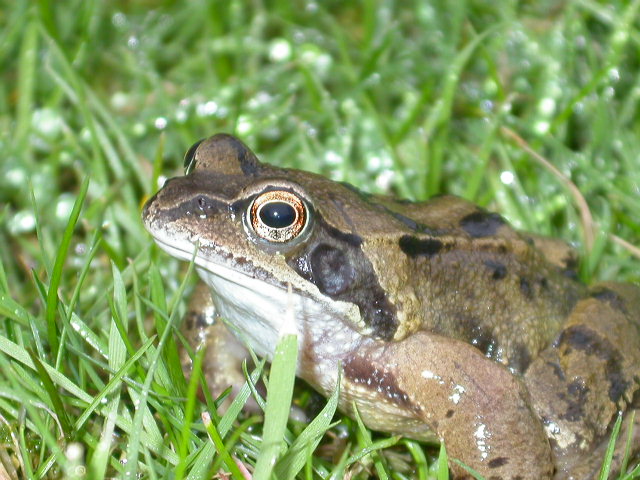 La grenouille rousse