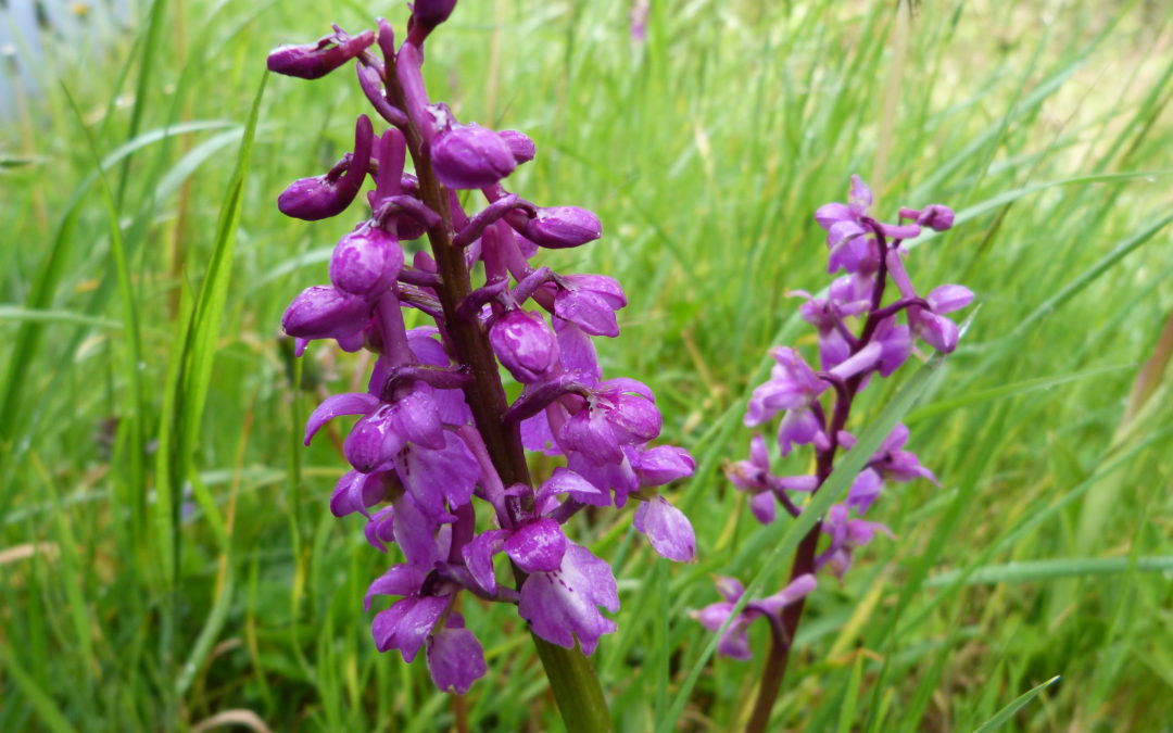 L’Orchis mâle
