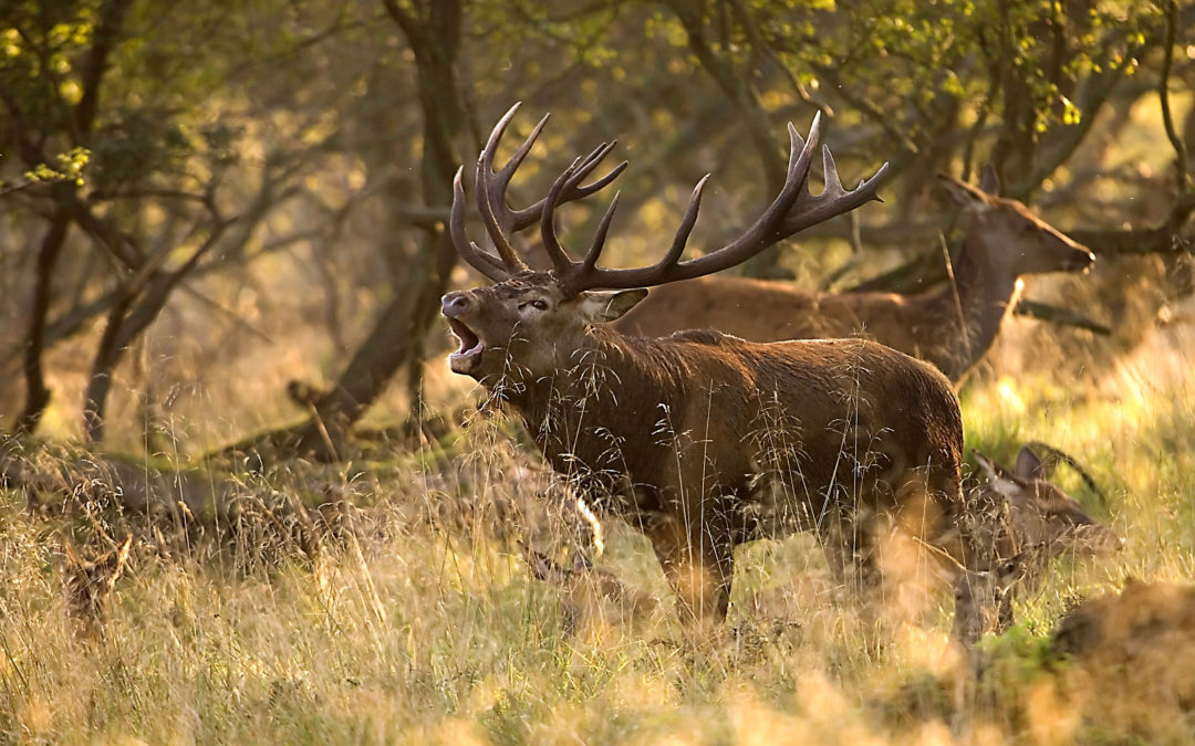 Le Cerf élaphe