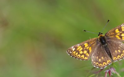 Liste Rouge des Papillons de jour en Bretagne