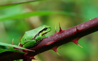 Atlas de la biodiversité infos