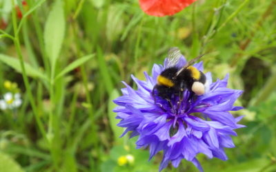 La lettre du réseau de Novembre est en ligne !