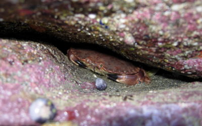 La vie secrète d’un plateau de fruits de mer