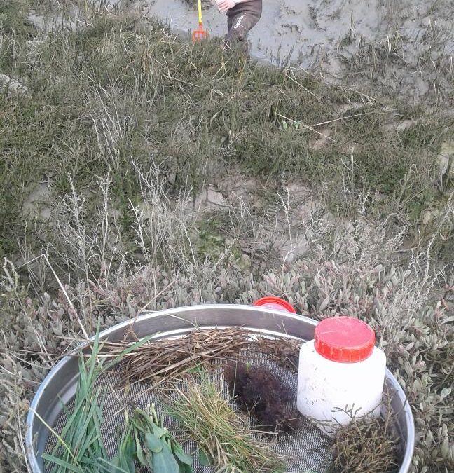 Prélèvements trophiques en intertidal #Restroph
