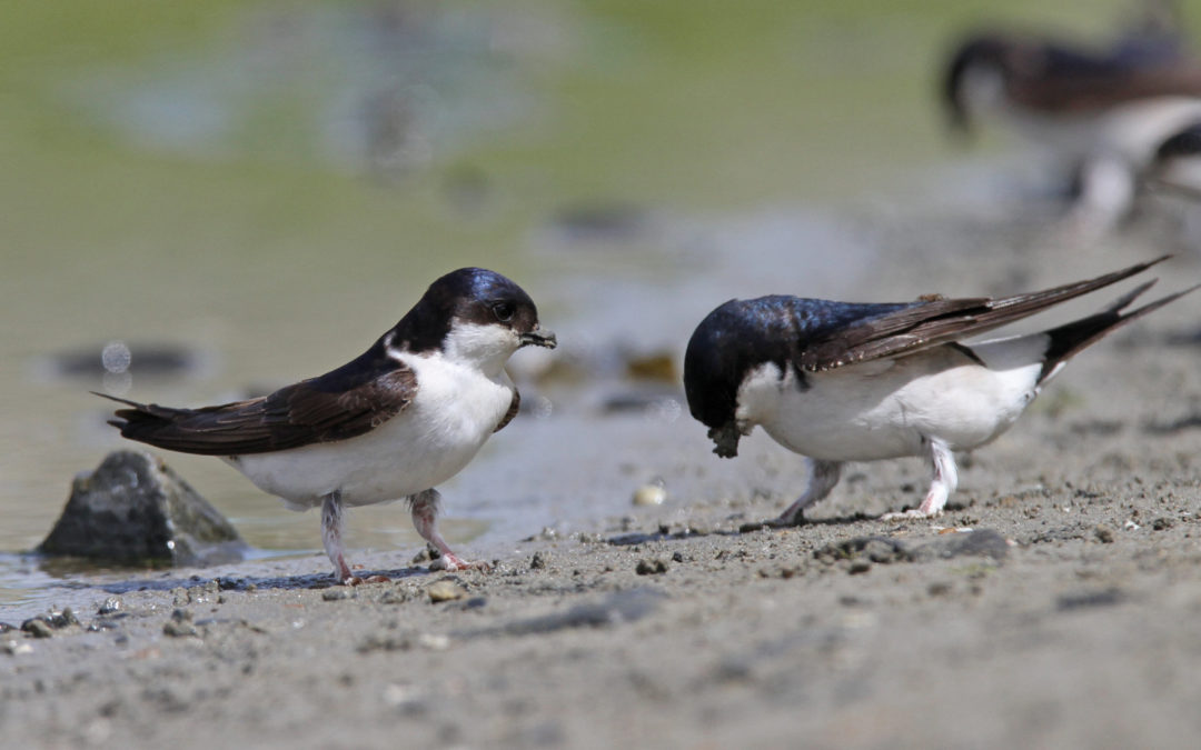 A la découverte des hirondelles