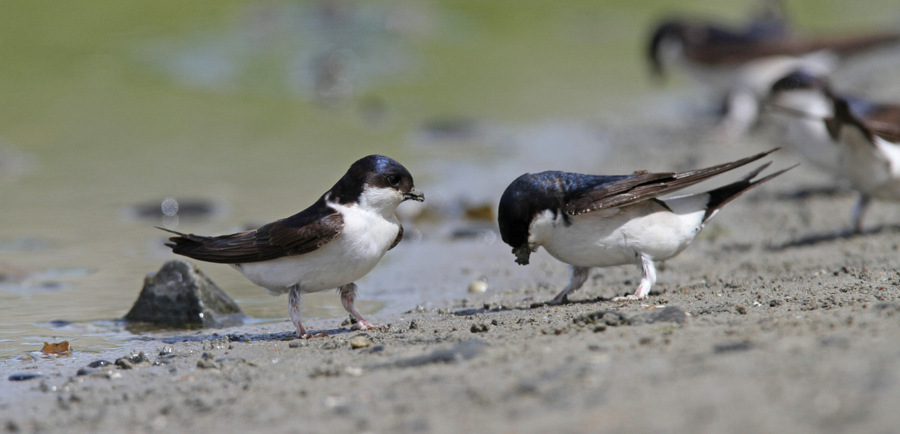 A la découverte des hirondelles