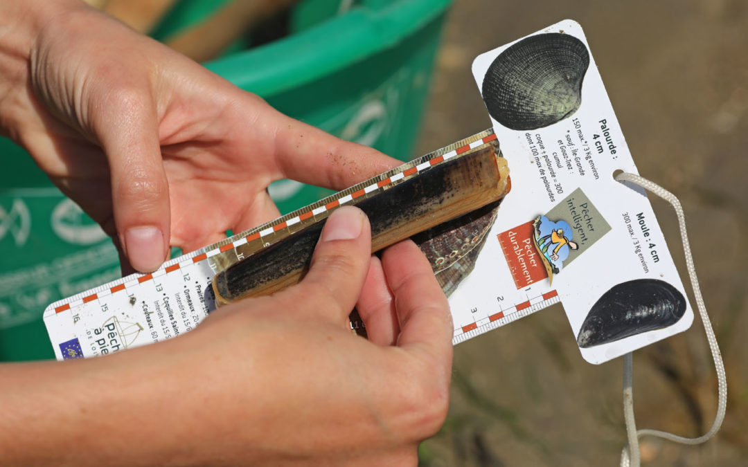 Quand pêche à pied rime avec Biodiversité