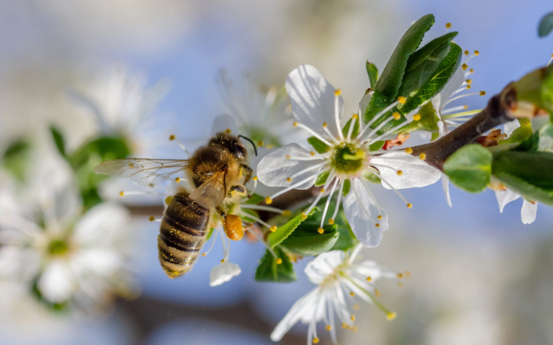 Conférences – Les insectes pollinisateurs