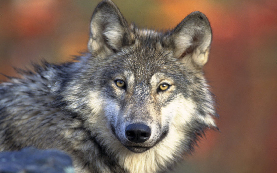 Tirer des loups alors que les troupeaux ne sont pas protégés, c’est NON !