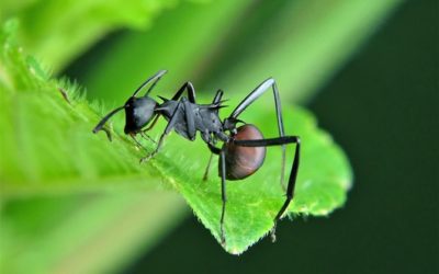 Retour sur la causerie « Paroles de fourmis »