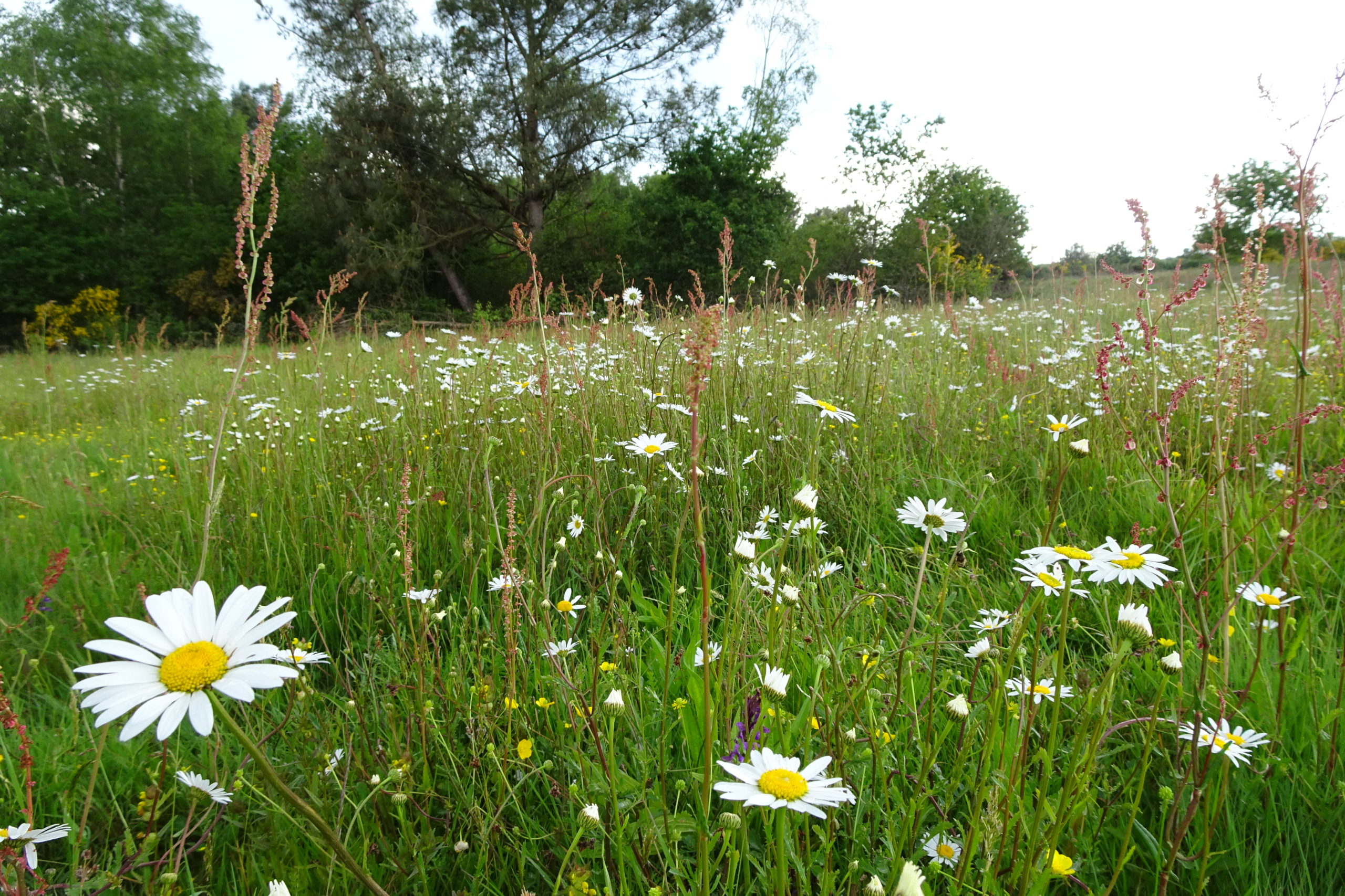 Université de la Nature : initiation à la reconnaissance de la flore