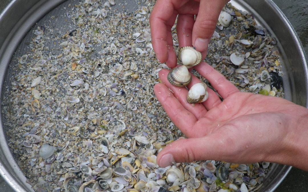 Évaluation du gisement de bivalves en baie de St-Brieuc