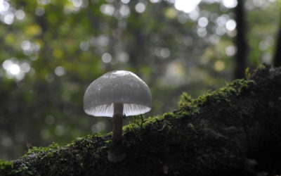 Retour en images sur la sortie à Plédéliac « A l’automne, la forêt se prépare doucement à l’hiver »