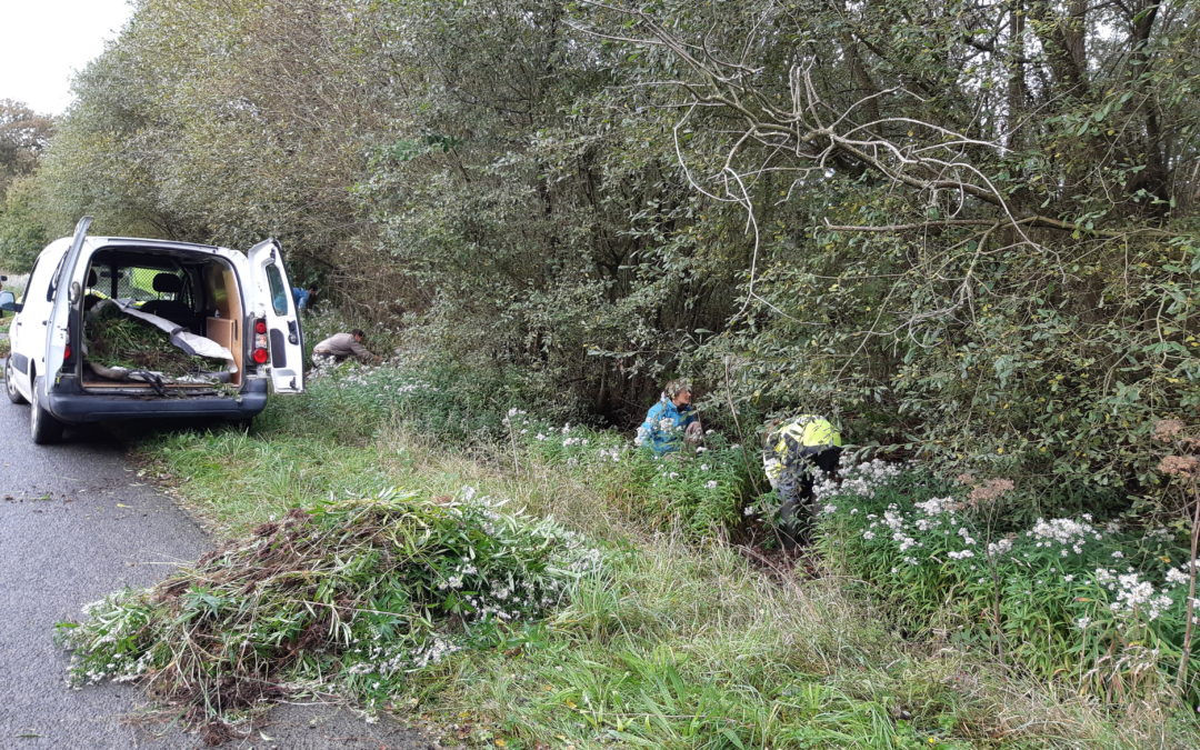 Chantier d&rsquo;arrachage d&rsquo;une plante invasive sur les Landes de La Poterie