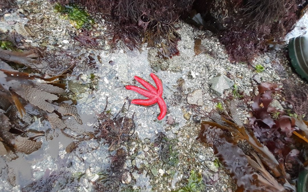 Journée des estranologues