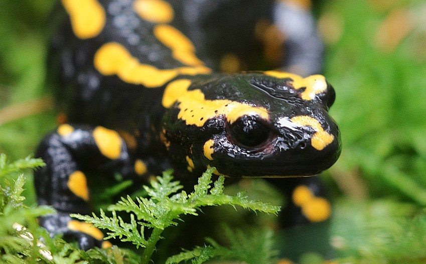 La Salamandre tachetée