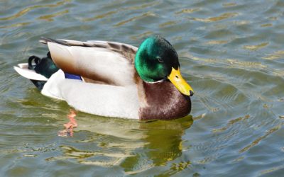 Du coté de la recherche : « Quand prédation rime avec dispersion… »