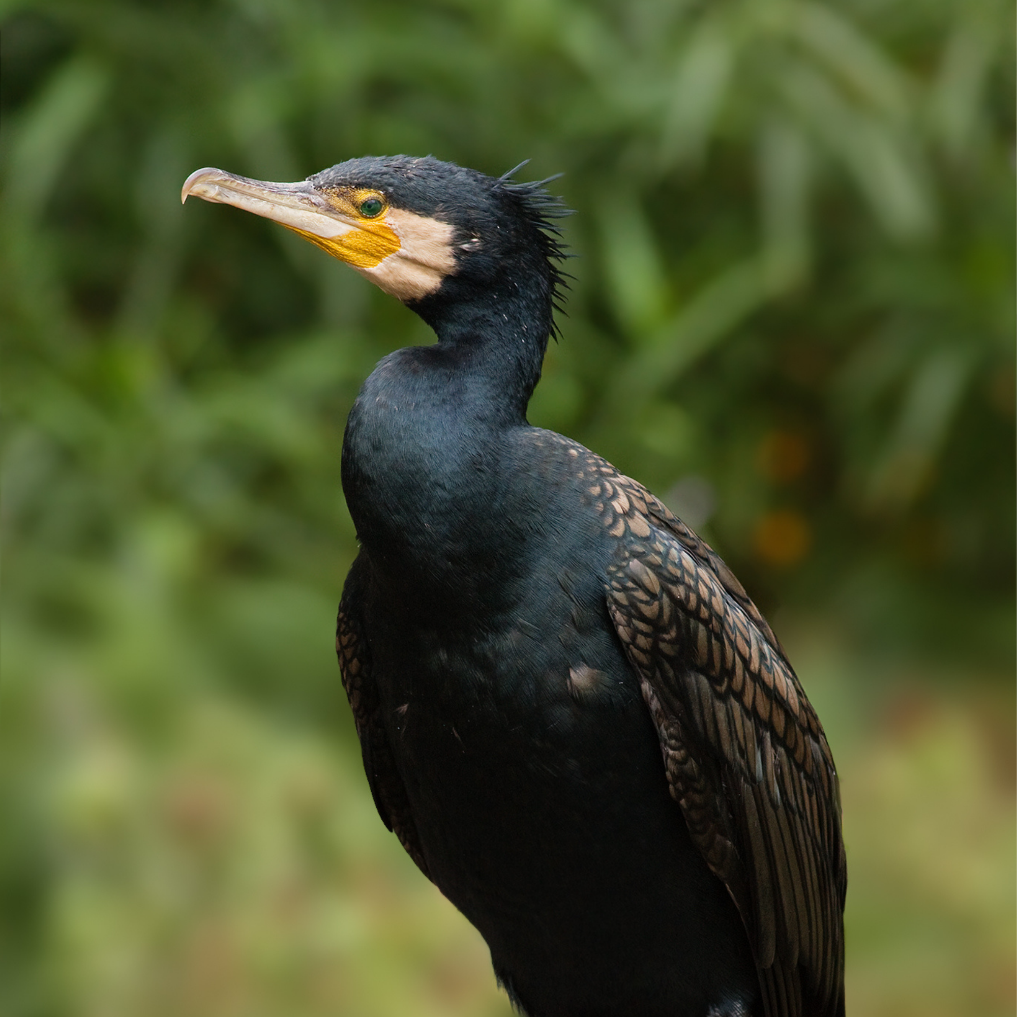 Le Grand Cormoran