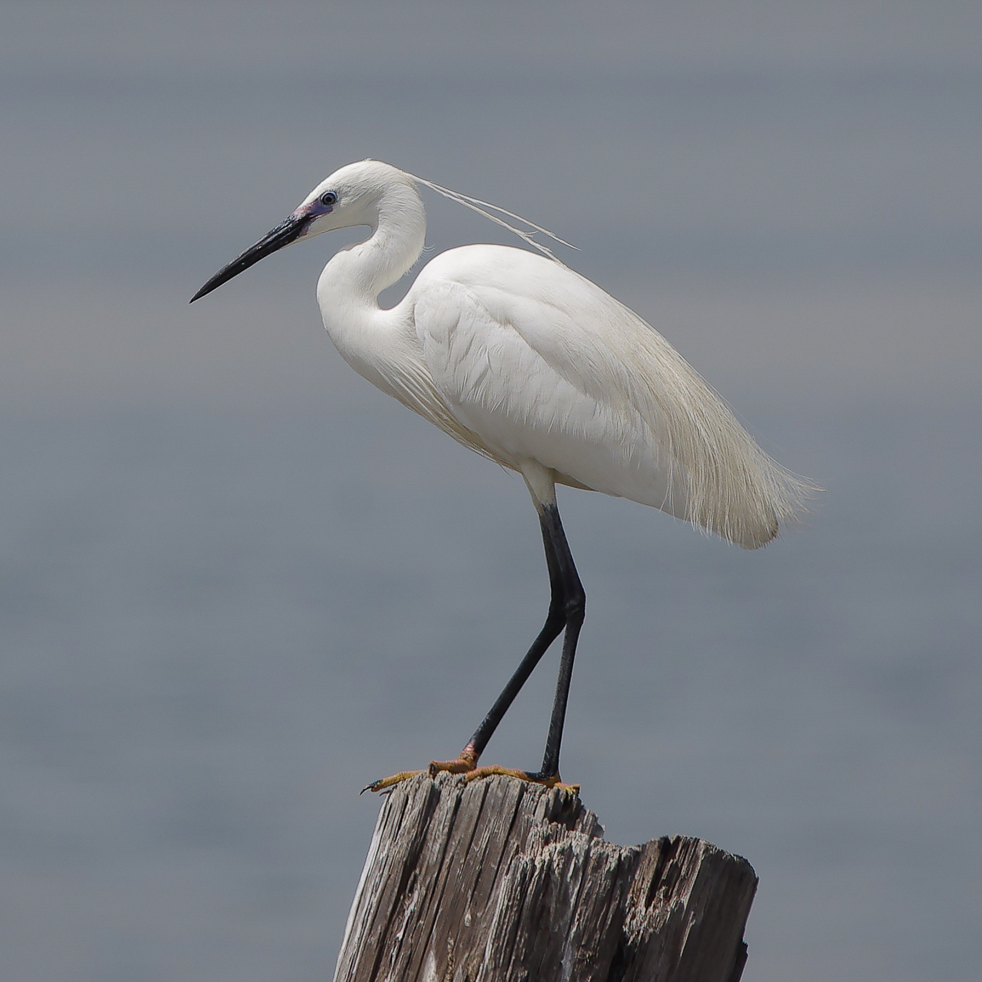 L'Aigrette garzette