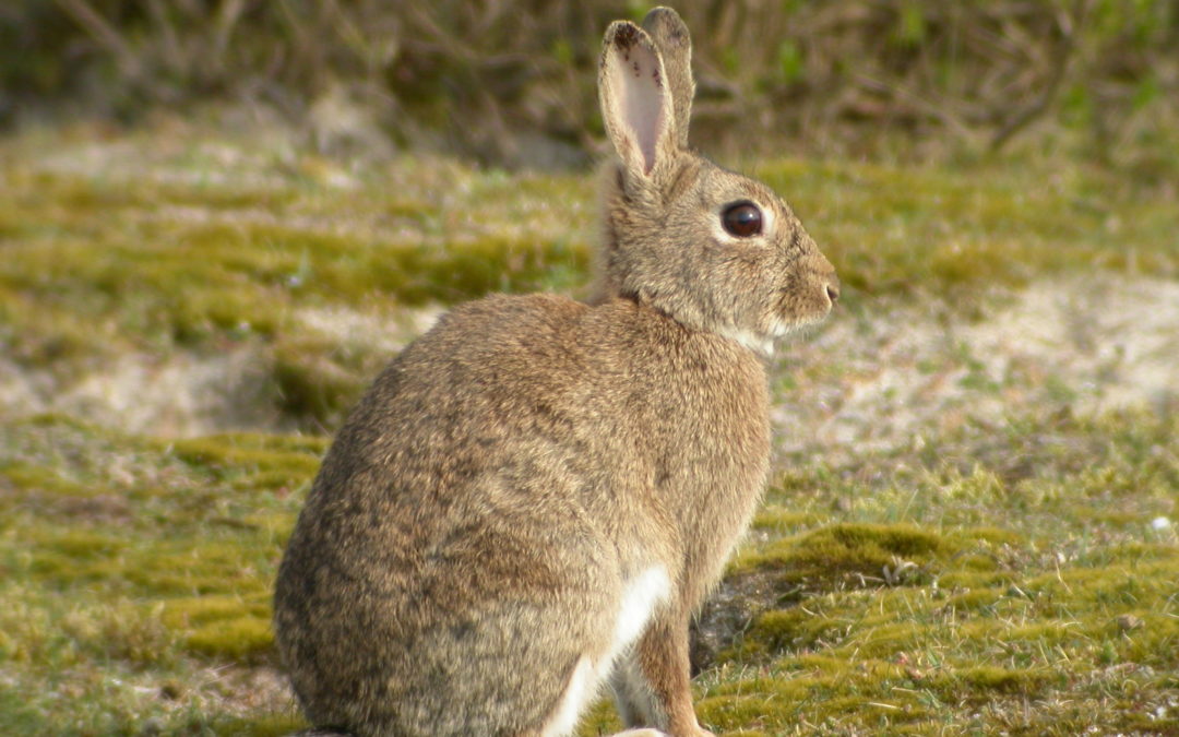 Le Lapin de garenne