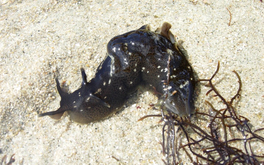 L’Aplysie ou Lièvre de mer