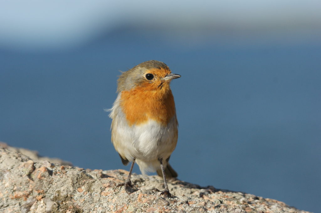 Rouge-gorge : l'ami des jardiniers