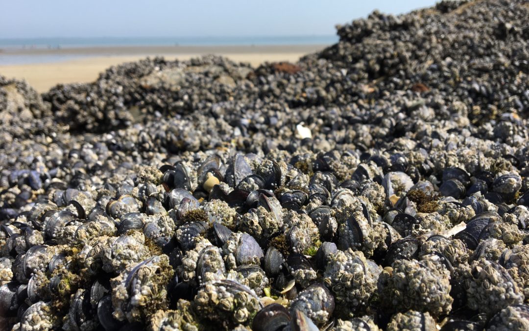 Les Moules