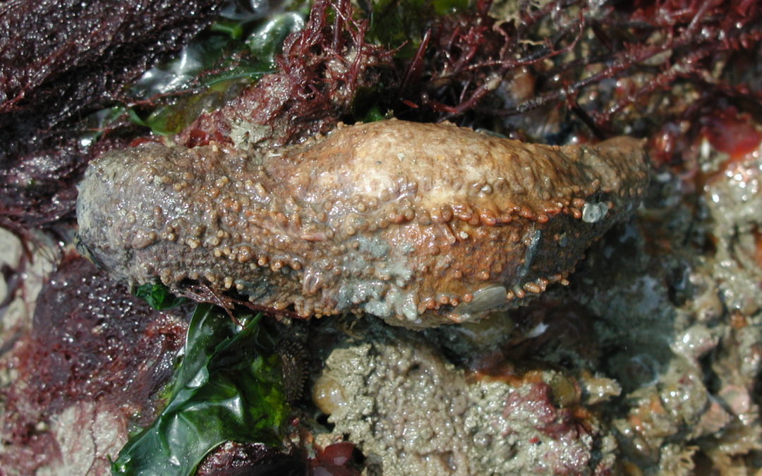 Le Concombre de mer