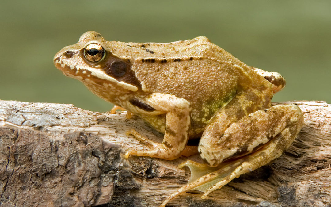 La Grenouille rousse
