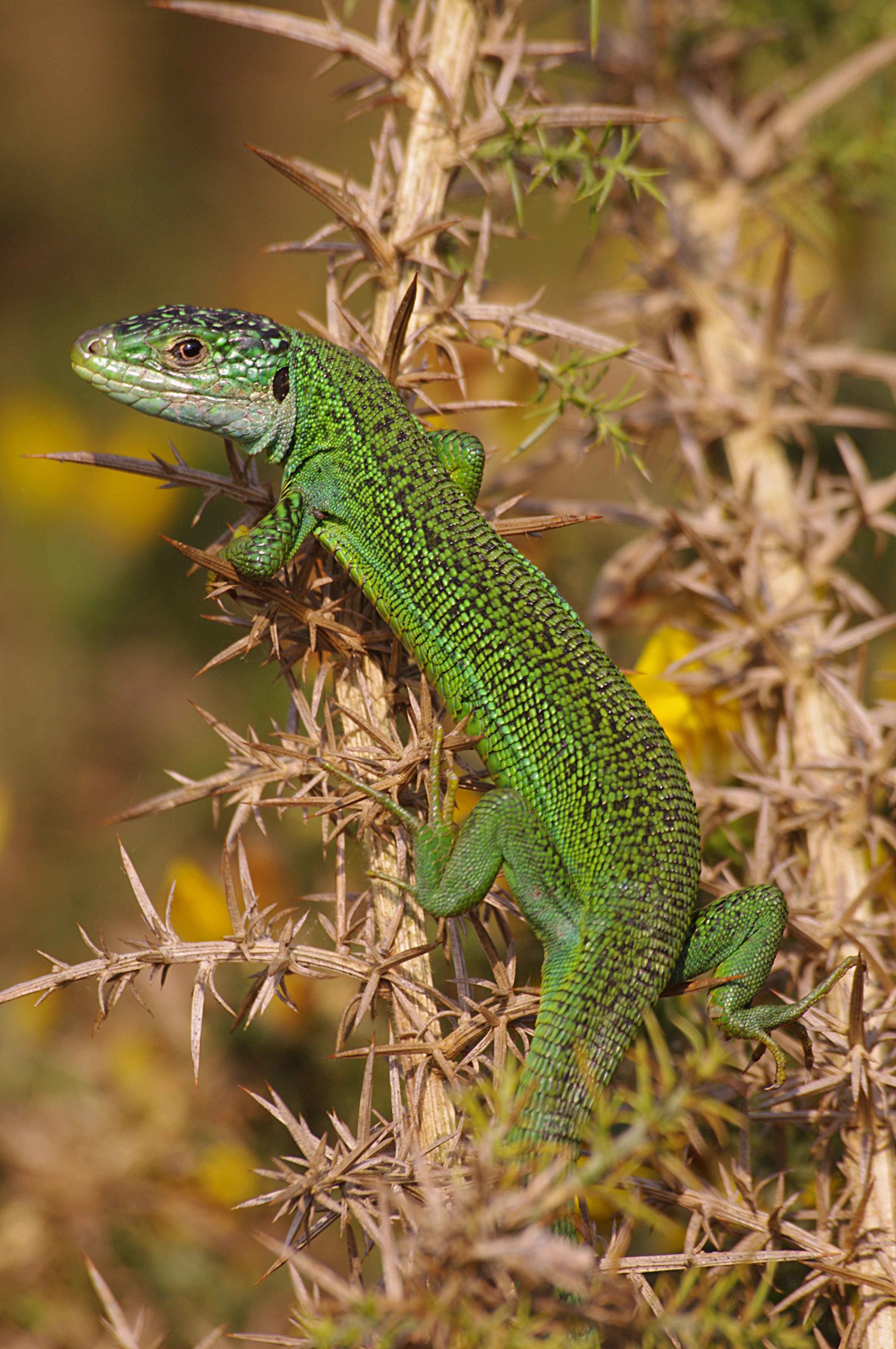 Lacbil_24042011_bonabri'-s
