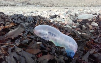 Des physalies sont signalées dans le Trégor