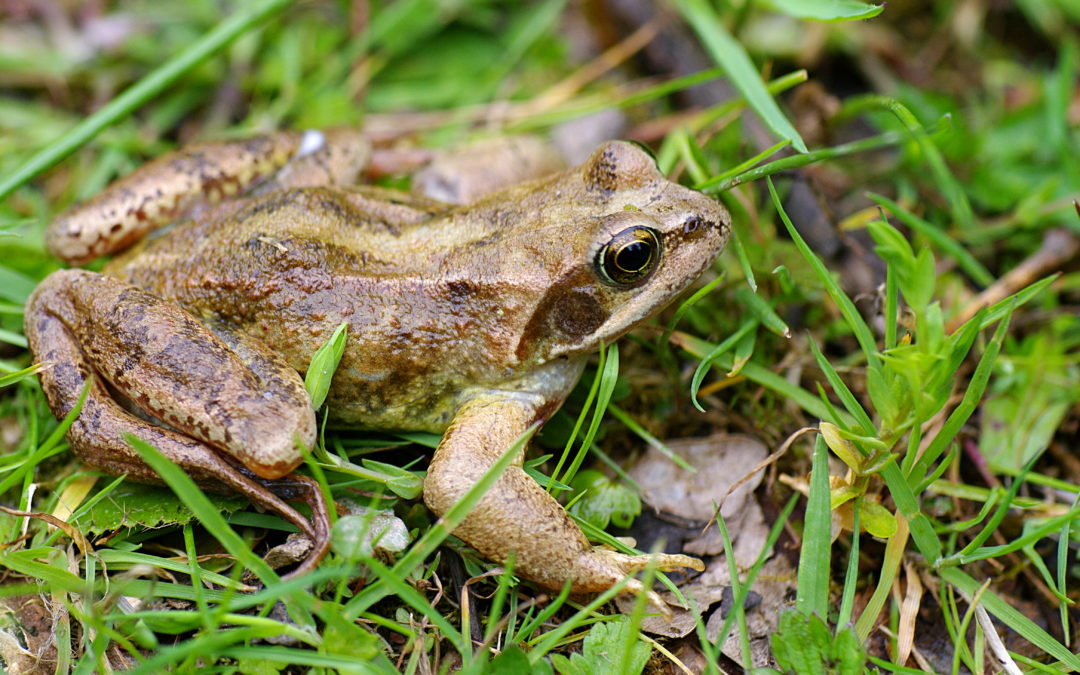 A la recherche des pontes de Grenouille rousse, saison 2 !