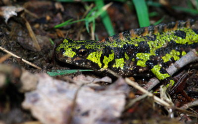 Les amphibiens de La Poterie à nouveau protégés durant leur migration