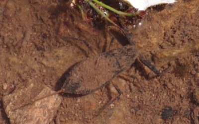 Les hétéroptères aquatiques de Bretagne