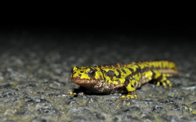 Les amphibiens de la Poterie définitivement protégés durant leur migration !