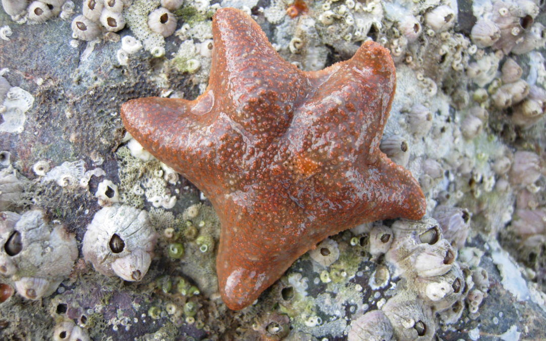 L’Astérie bossue