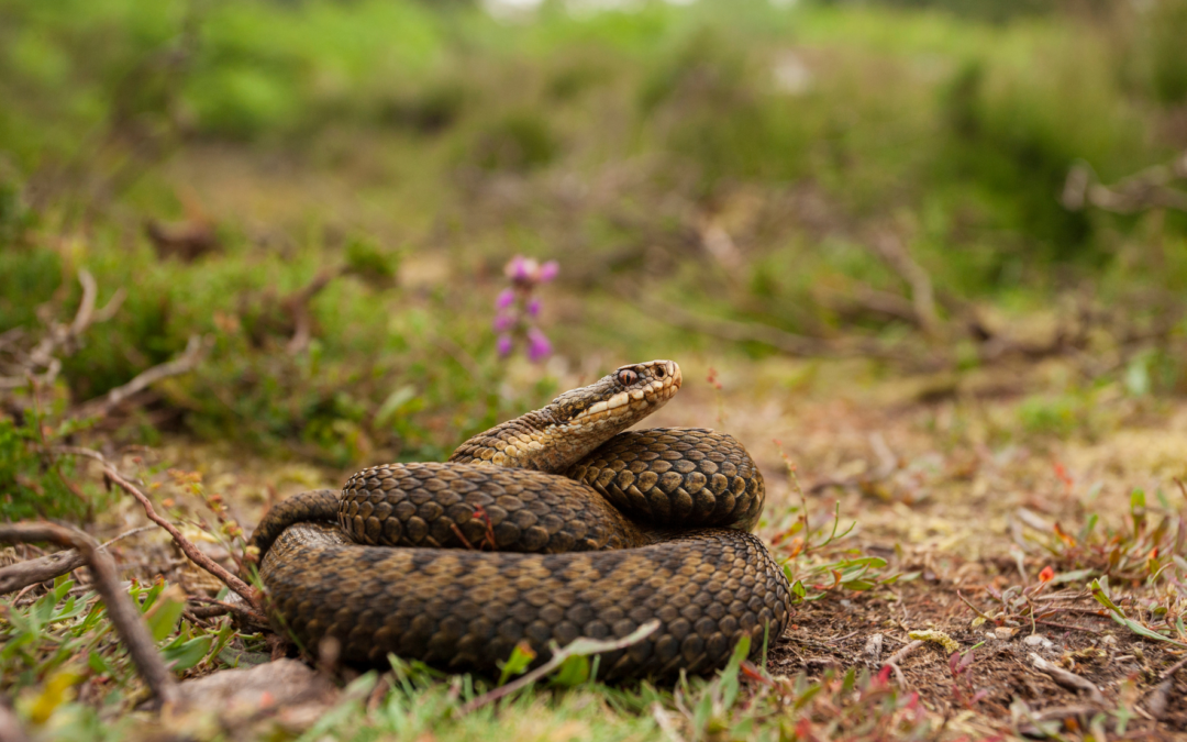 Publication du nouvel arrêté de protection des amphibiens et reptiles