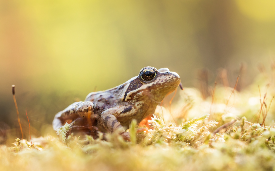 Université de la nature : initiation à la reconnaissance des amphibiens
