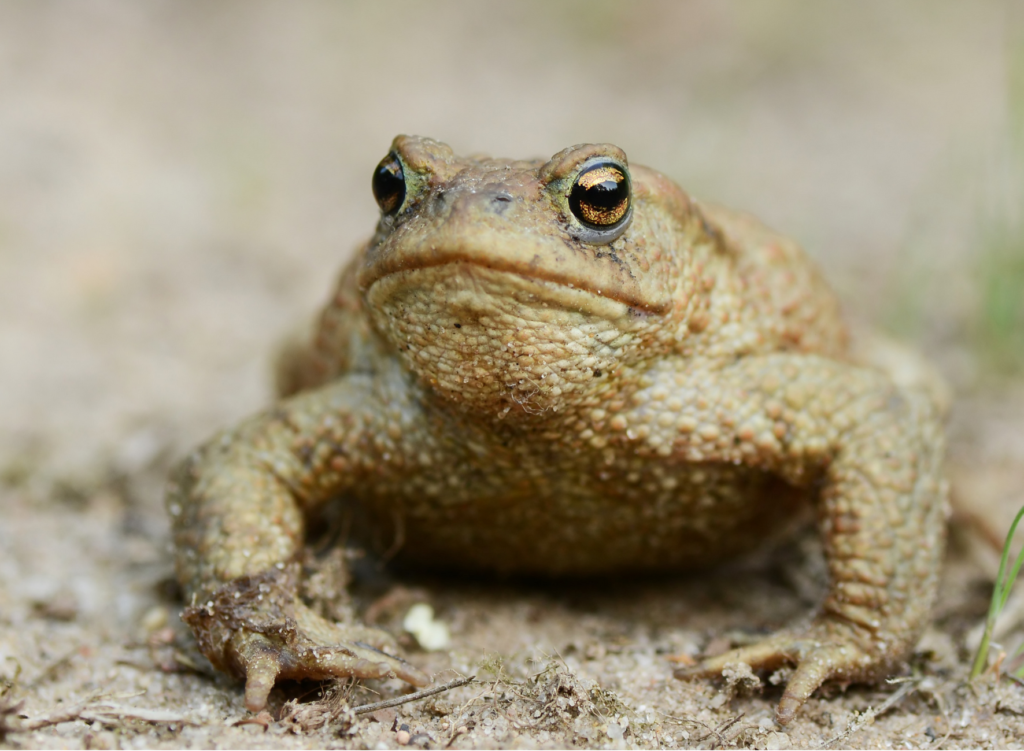 Du Cote De La Recherche La Taille Des Yeux Des Grenouilles Et Crapauds Nous Renseignent Sur Leur Vie Vivarmor Nature