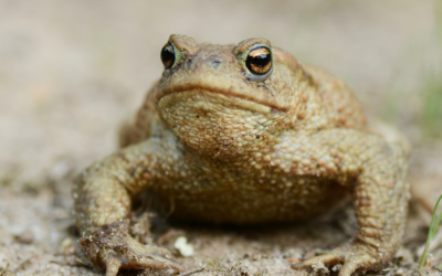 Du coté de la recherche : la taille des yeux des grenouilles et crapauds nous renseignent sur leur vie !