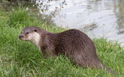 La Loutre découverte au cœur de Saint-Brieuc !