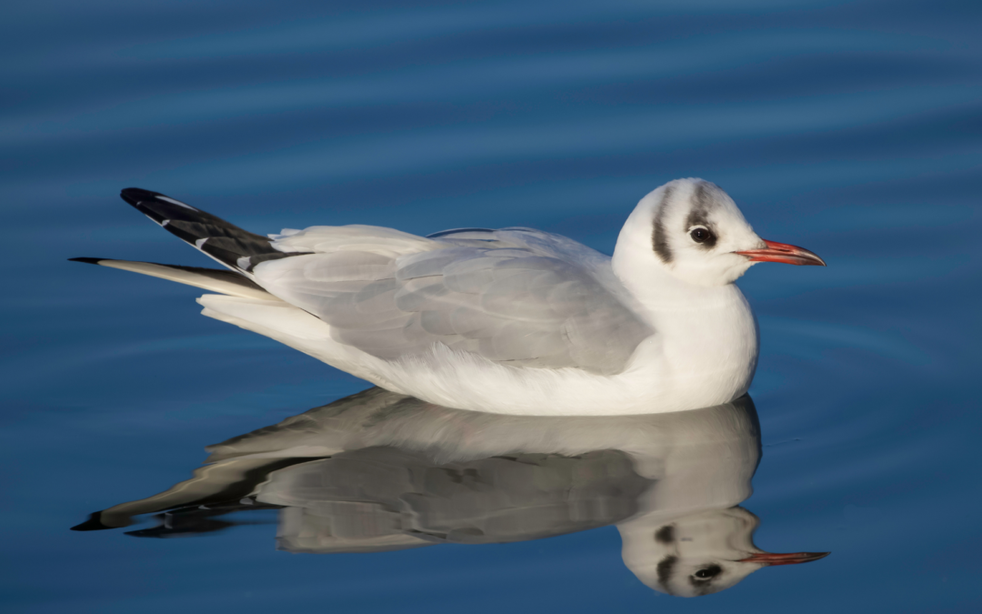 La Mouette rieuse