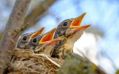 Protection des oiseaux : ne taillons pas les arbres et arbustes durant la belle saison !